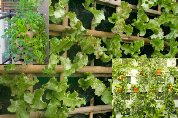 Horta Vertical em Apartamento